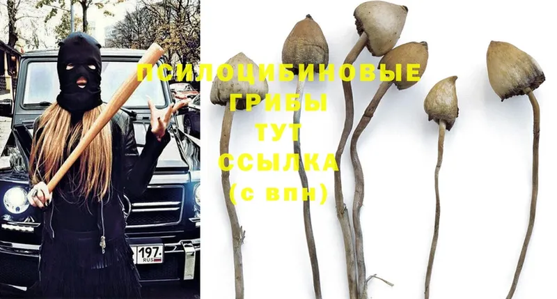 Галлюциногенные грибы Psilocybe  Тихвин 